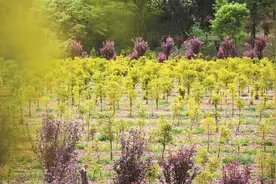“植物界的大熊猫”红豆杉——在精准保护中重焕勃勃生机图片