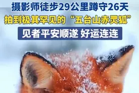 摄影师徒步29公里蹲守26天，拍到极其罕见的“五台山赤灵狐”，见者平安顺遂、好运连连！图片