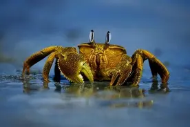 探索神奇的螃蟹生物及其独特的习性图片