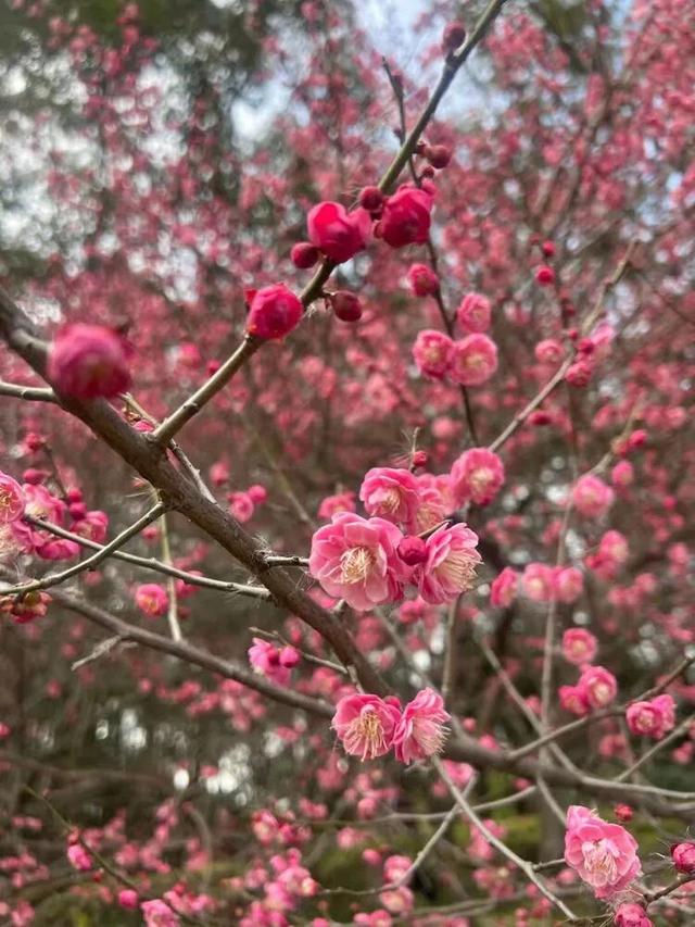 赏花 │ 去贵州农博园开启一场“寻梅之旅”！