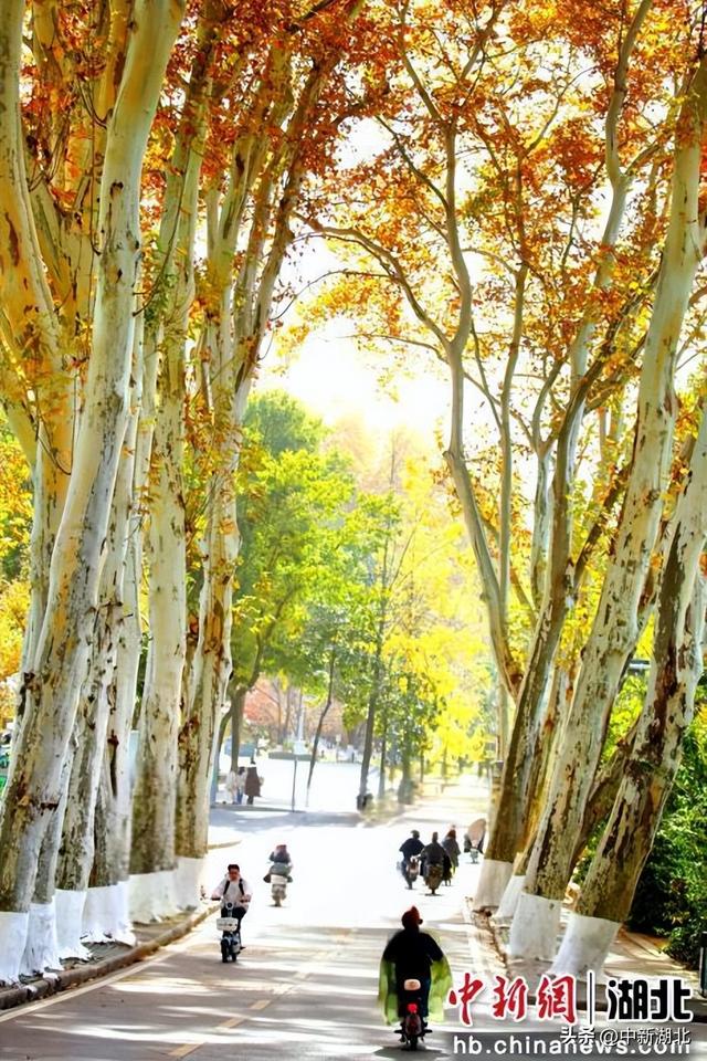 组图：武汉大学校园即景