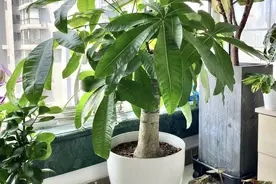 发财树这样养，旺盛一整年，方法很简单图片