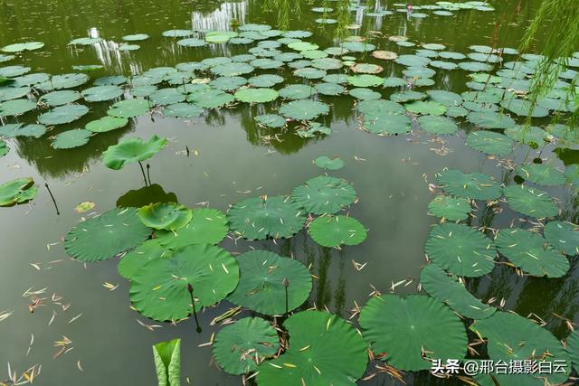立秋之约：达活泉公园的诗意画卷（图）