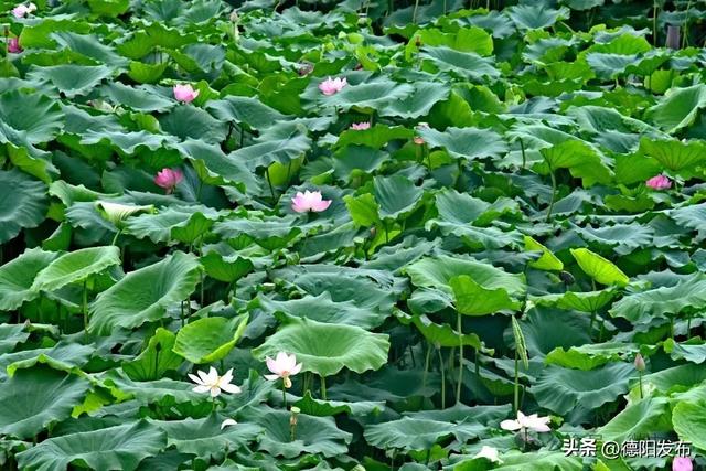 不一样的美！大片荷花+向日葵！就在德阳这里→