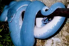 价格高达350万人民币，却有价无市濒临灭绝，一条能换一套房？图片