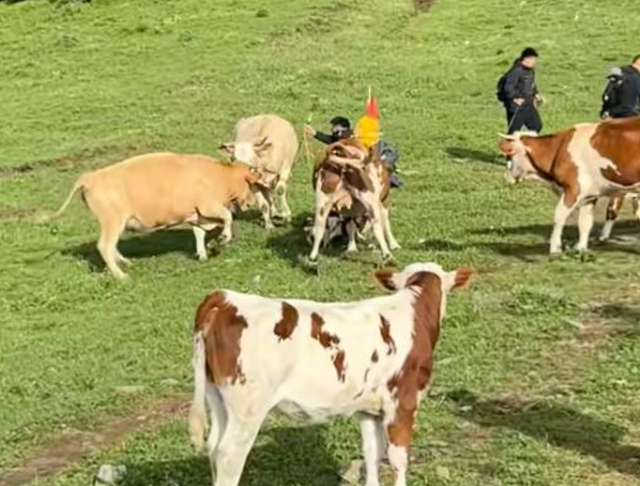 太活该！游客遭牛群踩踏后续，景区还原真相，评论区堪比小品现场