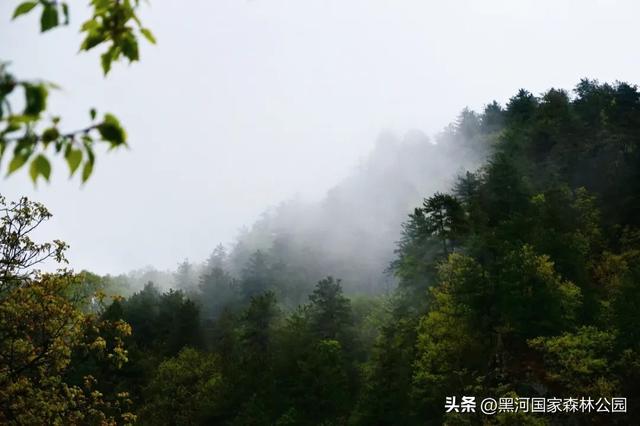 美如仙境!邀您共赏雨中的黑河国家森林公园~