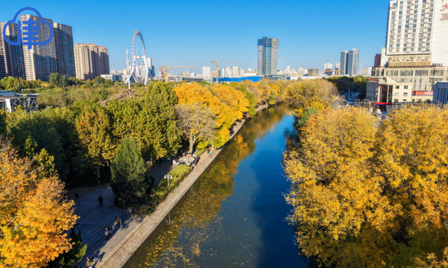 津渡秋色染金画，天津一公园迎来高光时刻！