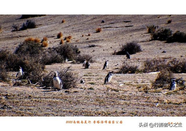 南极南美三国行游影记（77）—阿根廷旁塔汤布国家公园（四）