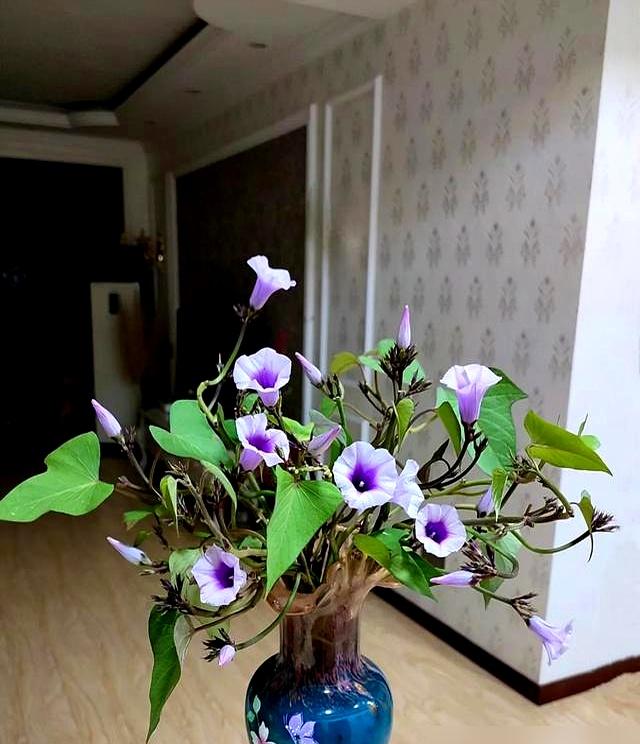 陕西一阿姨，把红薯养成“高不可攀的盆景”，太美太壮观了！