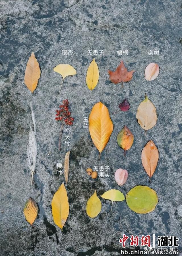 来汉阳解锁最有含金量的秋日玩法