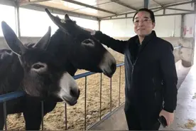 母驴养殖的8个要点，养驴人一定要了解！图片