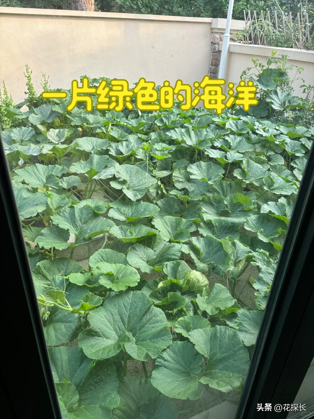 女子离家半个月，一院子南瓜“成了精”，网友：天呐，羡慕死了！