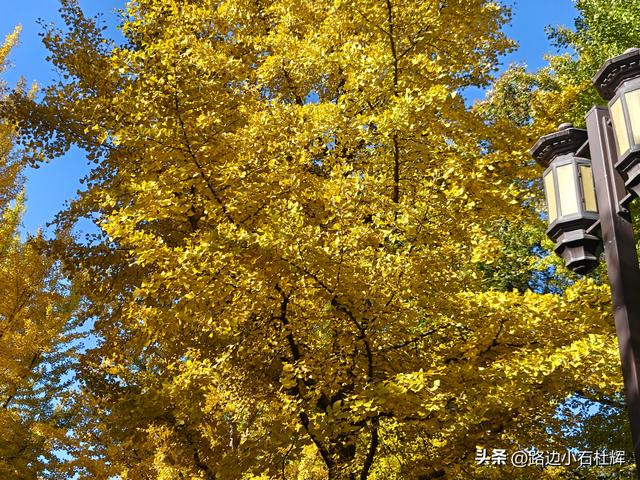 昔日皇家祭坛，今日大众踏秋——地坛秋日赏银杏
