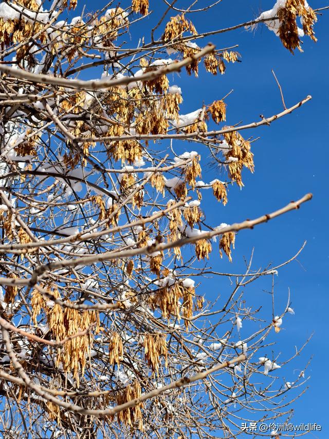 新疆乌鲁木齐红光山大佛寺