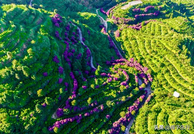 9月，广东潮州雾岽茶园“巴西牡丹”绽放，一场视觉嗅觉的盛宴