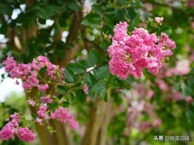 抬头就是满目温柔！来邛崃赴一场紫薇花之约