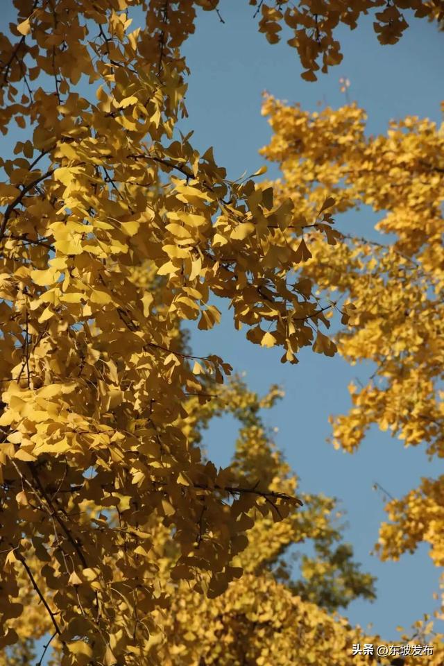 东坡银杏已“上分” ！快来拍