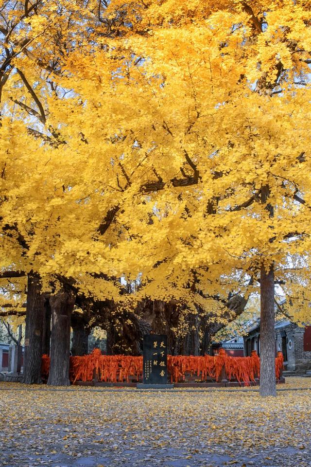 康养旅游，为何选日照？