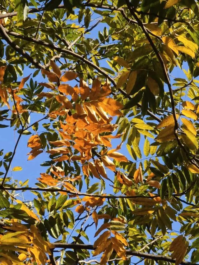 秋日限定|“落叶不扫”模式开启,44条景观道观赏指南请收藏!