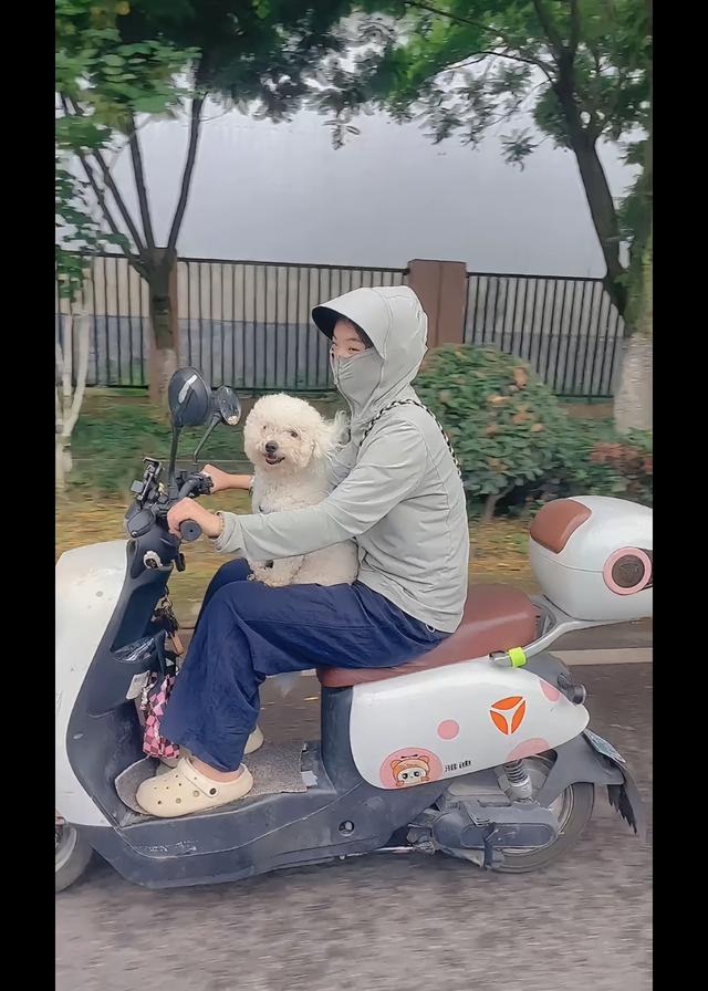 笑死了！每个骑电动车拿快递的铲屎官，都欠狗子一个道歉，哈哈~