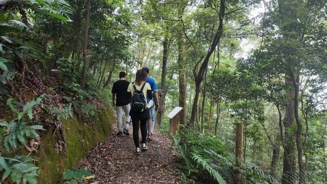 帽峰山森林文化步道完成升级，新增人性化设施迎国庆