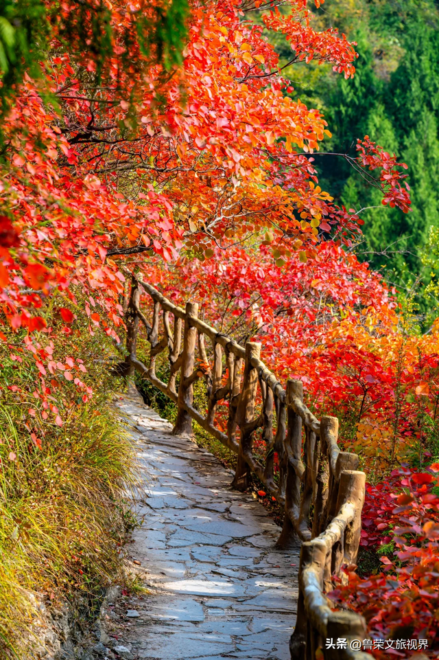 徒步三峡：霜叶漫山处，一步一千年