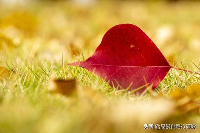 香山红叶摄影进阶：必须掌握这6个实战技巧，张张出大片成顶流
