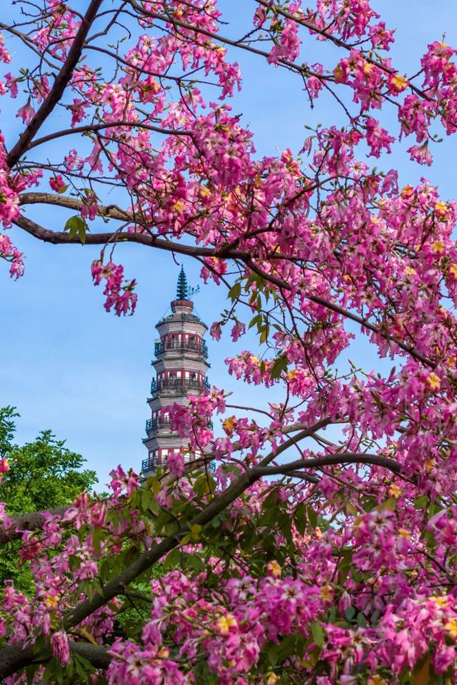 粉色异木棉盛放中！佛山五区这些观赏点，再不去就晚了