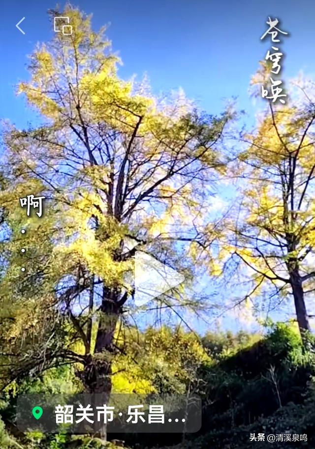 九峰大廊古银杏：岁月长青里的绿美乡愁