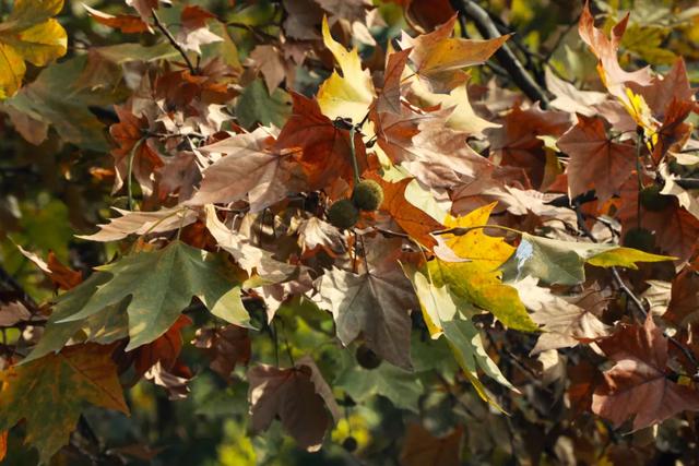 一袭焦糖色冬装！郫都老城梧桐，解锁街头温暖诗意