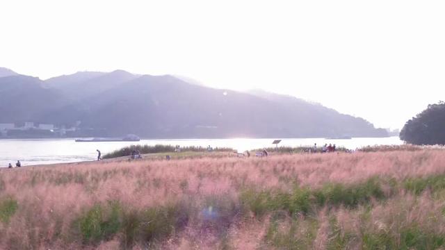 被端州这片花海圈「粉」了