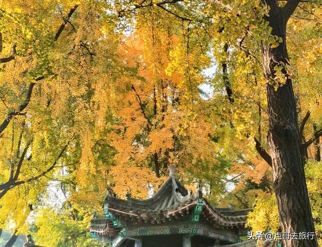 成都市区最美银杏都藏在这里，千年沉淀超级惊艳，公交车直达！