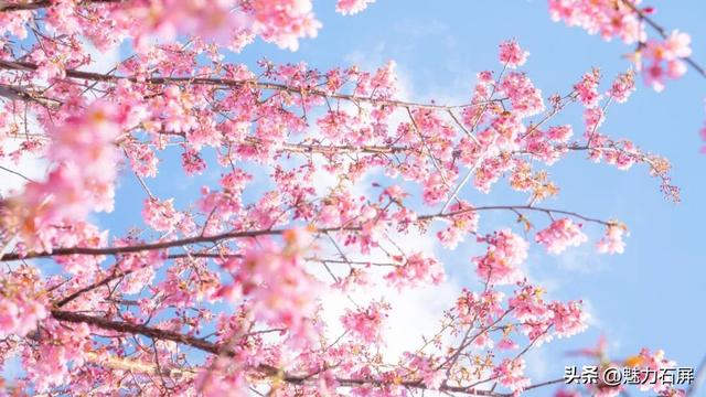 冬日里的粉色浪漫：异龙湖畔冬樱花盛开