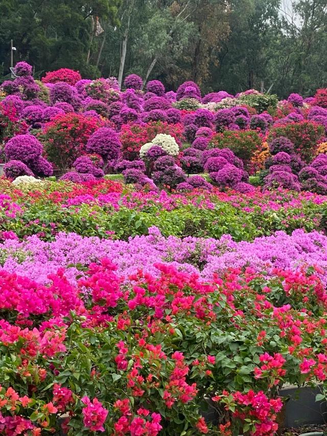 这周五，莲花山要热闹起来了！！