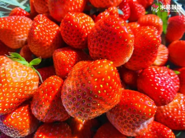 成都双子塔巨幕喊你赴约:“天气凉了,去米易吧!”