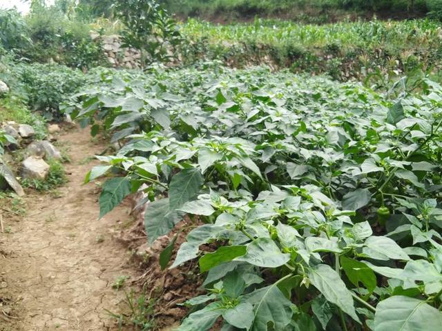 我是母亲后悔没扔掉的“怪胎”｜人间