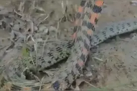 心惊胆战！陕西安康，有村民在野外草地，发现条红色脖子绿尾巴蛇图片