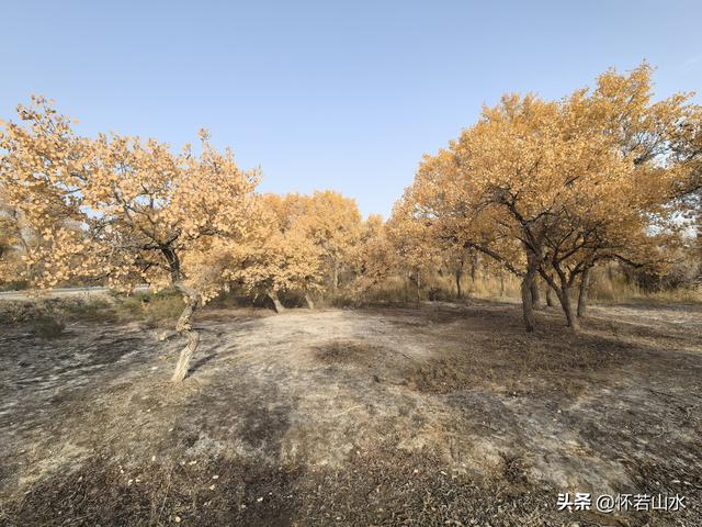 2025环南疆沙漠铁路背包自由行日记(4)——游览泽普金湖杨景区