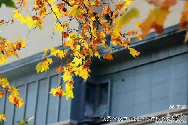 汉中老厂区的梧桐大道，太火了！