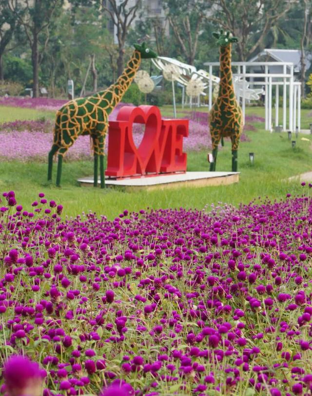 在多彩花海间，邂逅湛江的浪漫初冬！