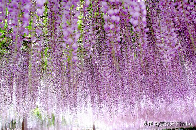 玉渊潭公园紫藤花开，诗意满满，演绎“一帘幽梦”的极致浪漫