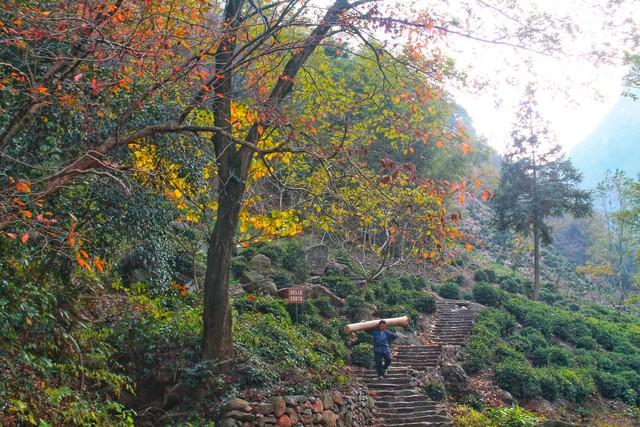 寻幽千年香道，邂逅湖西鸟鸣：我在杭州上香古道的秘境漫步