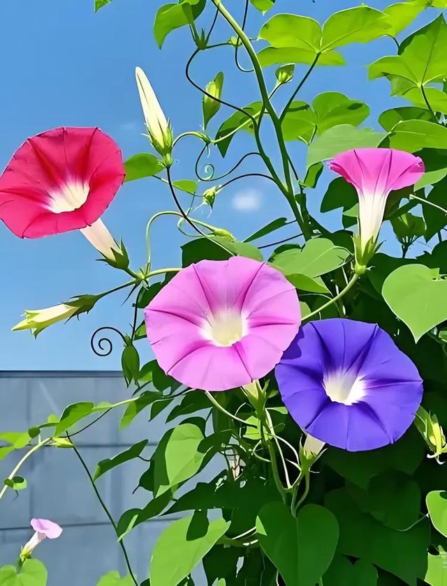 甘海斌：咏花诗词五首