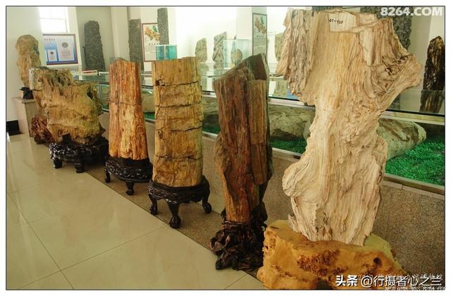 山东行游影记（34）—平邑天宇自然博物馆（九）