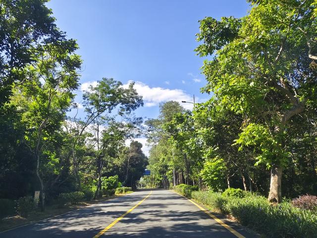 “美丽风景”化“浪漫经济” 深圳南澳粉黛花海季引流超8万游客