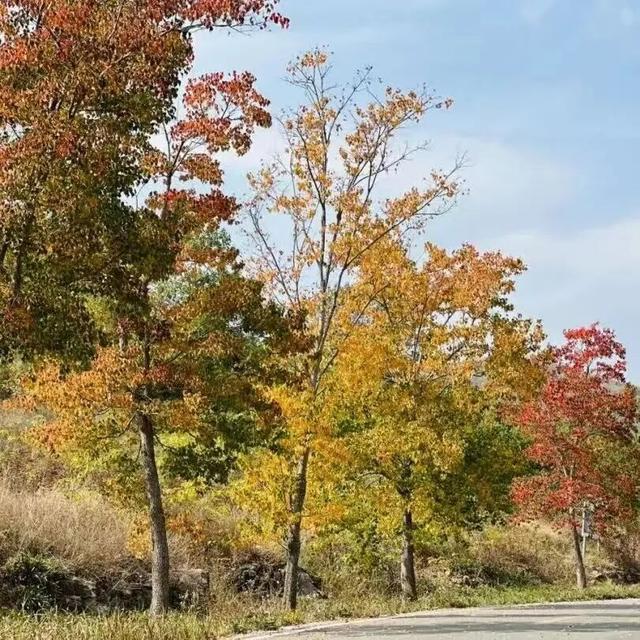 跟着色彩游临沂 | 柿子熟了・田园采摘之旅，承包你的秋日快乐