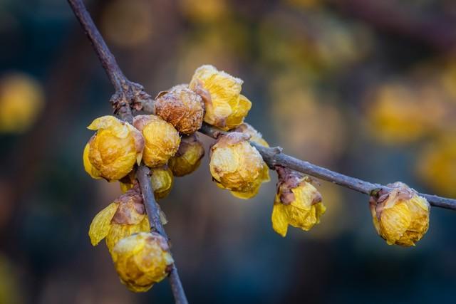 重庆人私藏！鸿恩寺红墙腊梅 江景配花香绝了