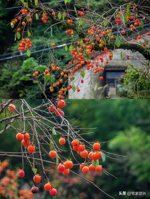 11月浙江要迎来最美的秋天 ,宁波余姚 • 四明山:银杏不输腾冲!