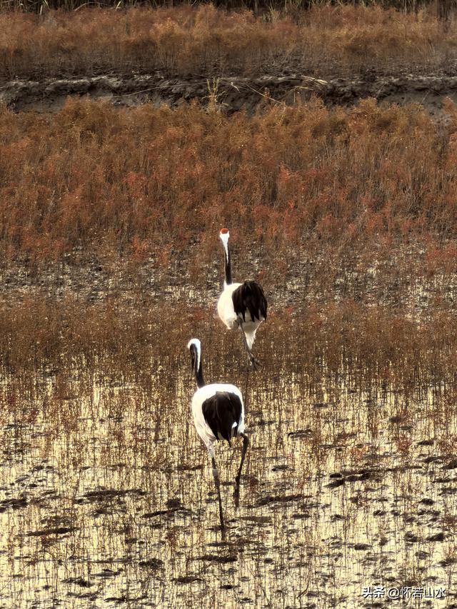 2025辽宁赏秋之旅日记(6)——到辽河口中国最北海岸线看日出 观鸟